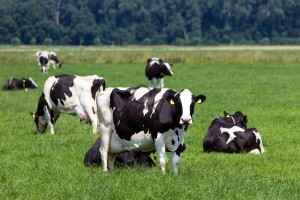 Happy New Zealand Cows