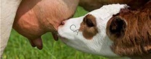 Colostrum calf drinking milk colostrum australia