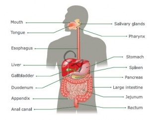 The Digestive System