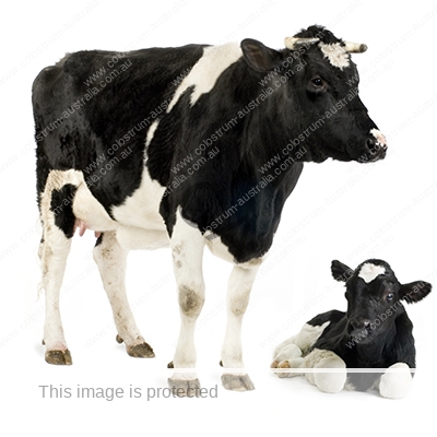 Cow and calf representing New Image colostrum
