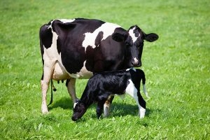 Cow with very your calf example of colostrum and the benefits the calf receives