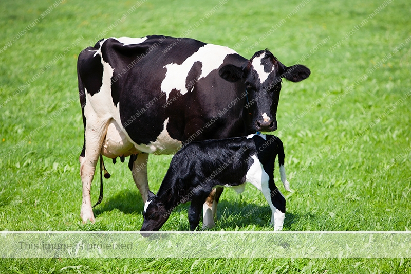 Cow with newborn calf Cow with very your calf example of colostrum and the benefits the calf receives